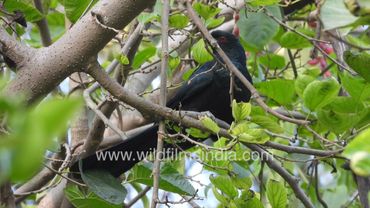 A splash of black and a bubbly call means you are looking at an Asian Koel hiding in tree foliage