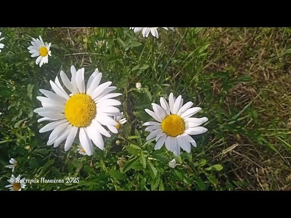 Любит-не любит, гадание на ромашках