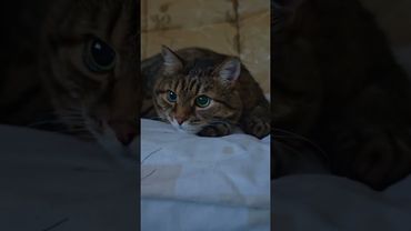 Сосед 🙀🤔😉🤣 #cat #кот #юмор #котушка #приколы #цитаты #смех