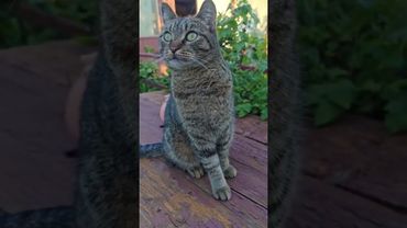 Пенопластом по стеклу 🚐🙀🤔🤣 #cat #кот #юмор #котушка #приколы #цитаты #смех