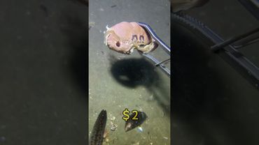 Underwater diving and beachcombing #fishing