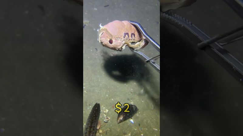 Underwater diving and beachcombing #fishing