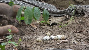 Mongoose eats up eggs in a Delhi garden: Neola is a tough predator