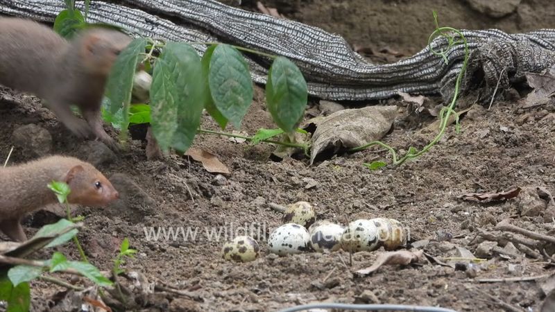 Mongoose eats up eggs in a Delhi garden: Neola is a tough predator