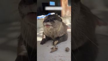 Все начиналась как обычная прогулка на каяке, но к мужчине из ниоткуда забралась выдра