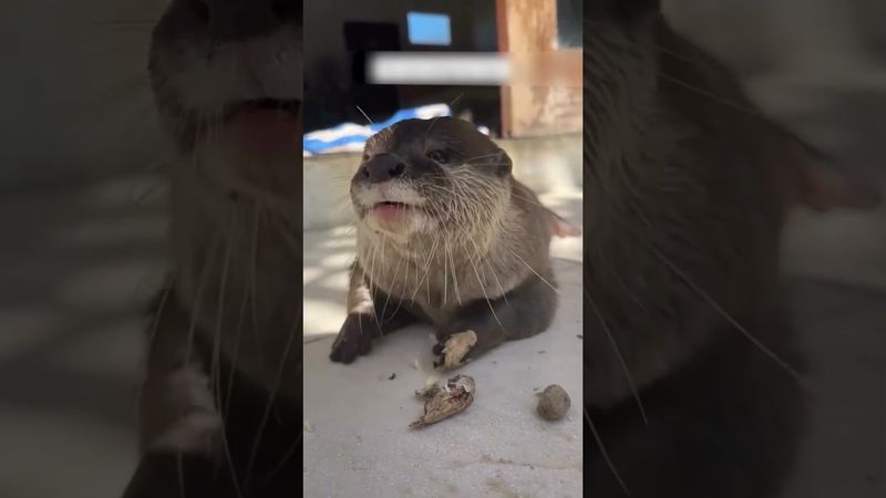 Все начиналась как обычная прогулка на каяке, но к мужчине из ниоткуда забралась выдра