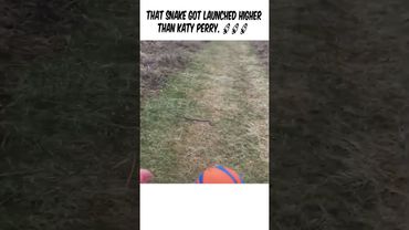 That snake got launched higher than Katy Perry. 🚀🚀🚀 #funny #shorts #viral