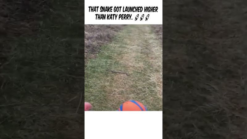 That snake got launched higher than Katy Perry. 🚀🚀🚀 #funny #shorts #viral