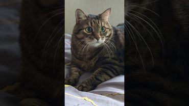 Лучшие годы 🙀🤔😉🤣 #cat #кот #юмор #котушка #приколы #цитаты