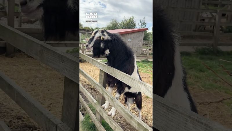 Goat didn't like this impression of him 😂💦 (🎥: TT/ bigsheeplittlecow)
