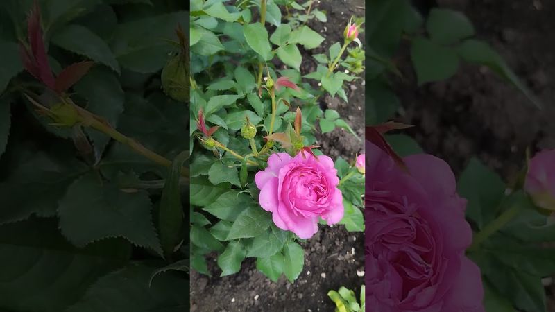 Роза флорибунда "Кармен Вюрт" начинает цвести у нас в саду