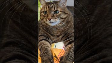 Самое сложное 😺🤫😉🤣 #cat #кот #юмор #котушка #приколы #цитаты #топ