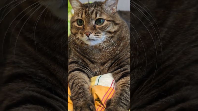 Самое сложное 😺🤫😉🤣 #cat #кот #юмор #котушка #приколы #цитаты #топ