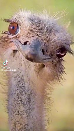 TikTok video #7552816178452827414