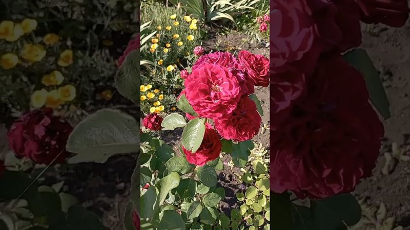 Роза Надя Ренессанс