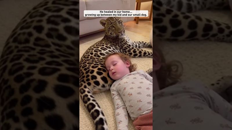 Ho salvato un piccolo leopardo dalla neve #shorts