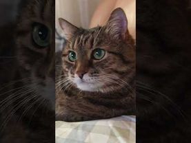 Д.Р полезны для здоровья 🎂🤔😻🤣 #cat #кот #юмор #котушка #приколы #цитаты