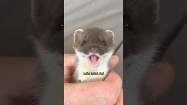 Éste es el "asesino profesional" más pequeño y letal del mundo: la comadreja enana. #ltachi #shorts