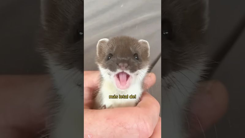Éste es el "asesino profesional" más pequeño y letal del mundo: la comadreja enana. #ltachi #shorts