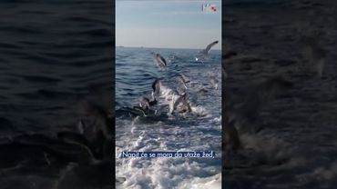 Kako galeb pretvara more u vodu 🕊💧