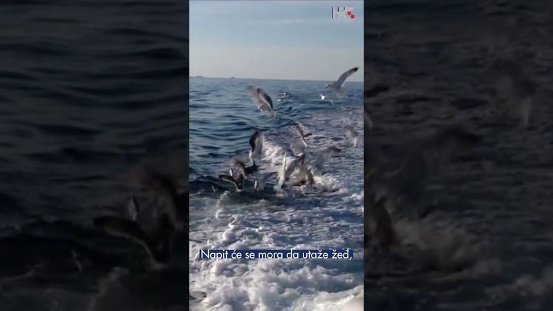 Kako galeb pretvara more u vodu 🕊💧