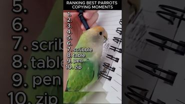 RANKING BEST PARROT COPYING MOMENTS