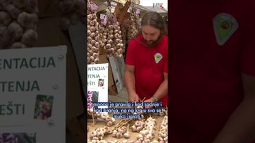 Festival češnjaka u Poreču