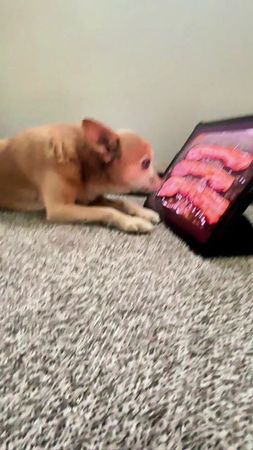 ‘‘I‘m so hungry 😫‘‘ #dog #bacon #hungry #chiuhuahua #doglove #fun #fy...