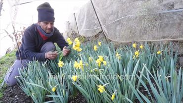Homespun and Dutchmaster Daffodil flowers being harvested at wildfilmsindia Jabbarkhet gardens