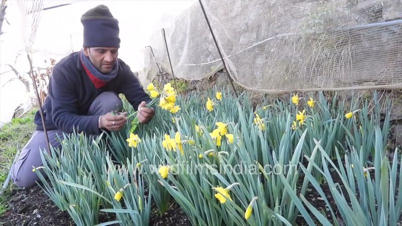 Homespun and Dutchmaster Daffodil flowers being harvested at wildfilmsindia Jabbarkhet gardens