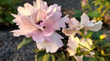 Кутюр Роз Тилия (Couture Rose Tilia) японка