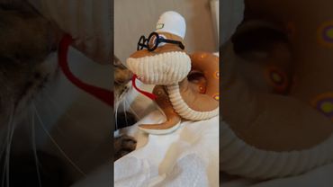 МедикаМент 🚑🚔🙀🤣#cat #кот #юмор #котушка #приколы #цитаты #смех