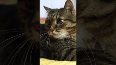 Труд из обезьяны...🙀🤔😉🤣 #cat #кот #котушка #юмор #приколы #цитаты