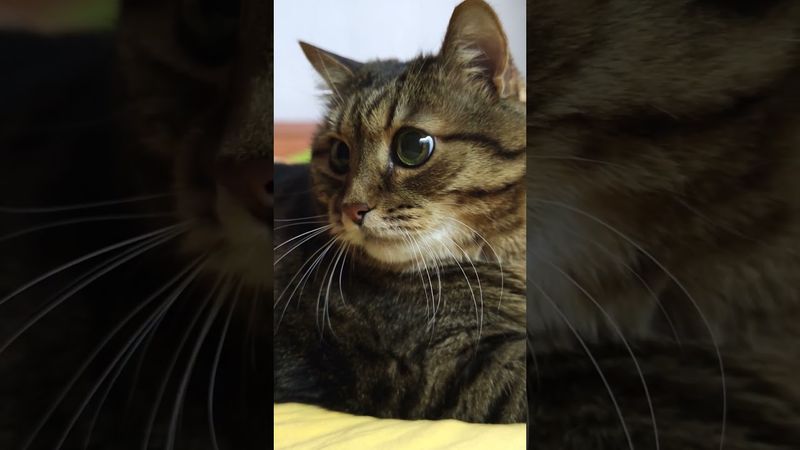 Труд из обезьяны...🙀🤔😉🤣 #cat #кот #котушка #юмор #приколы #цитаты