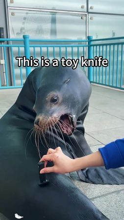 Funny seals 🤣#funny #fyp #foryou #animals #cute