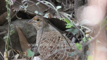 45 day old teetar bachhas: Grey Francolin or partridge chicks at the Wilderness Orchard in Delhi