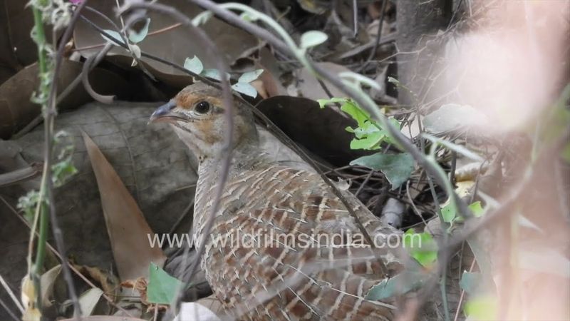 45 day old teetar bachhas: Grey Francolin or partridge chicks at the Wilderness Orchard in Delhi