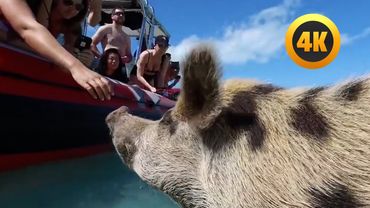 FUNNY Summertime Animals 😂 | Best Pet Videos July 2025