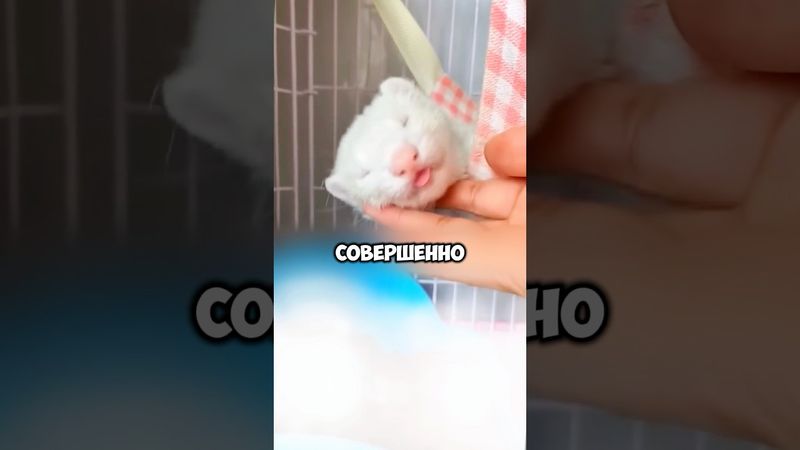 Хорёк, который любит притворяться носком 🐹 🧦 #животные #милыеживотные