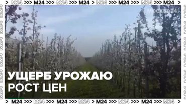 Ущерб урожаю: как весенние заморозки и град повлияли на цены на абрикосы и черешню