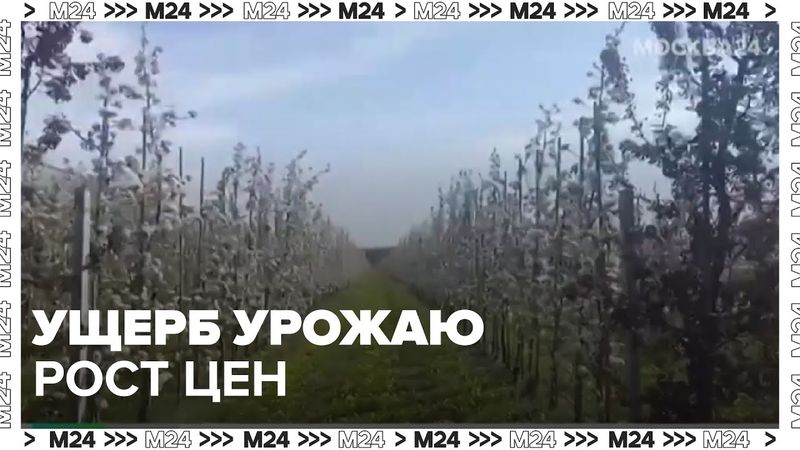 Ущерб урожаю: как весенние заморозки и град повлияли на цены на абрикосы и черешню