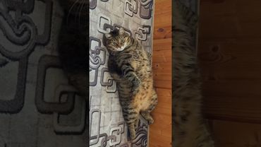 Фитнес тренер 😺🤔😉🤣  #cat #кот #юмор #котушка #приколы #спорт #цитаты