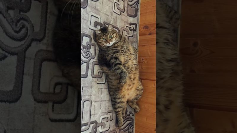Фитнес тренер 😺🤔😉🤣  #cat #кот #юмор #котушка #приколы #спорт #цитаты