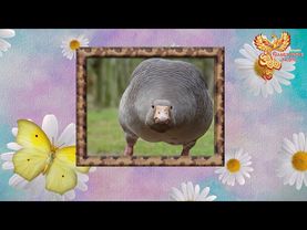 Братья Месяцы. 28 сентября - Никита Репорез.  Гусепролет