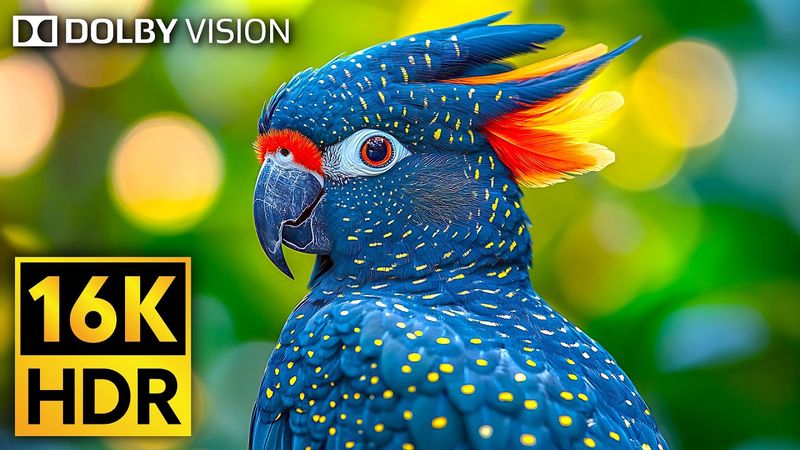 Incredible Wildlife in Stunning 16K HDR 120fps Dolby Vision