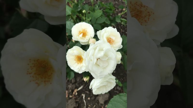 Роза Неж Д, Эте #розы