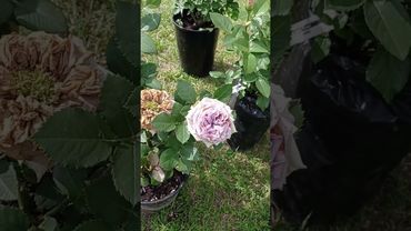 Цветение первогодок. Калужская область. Роза бурбон стрит, Дольчетто, Наутика.