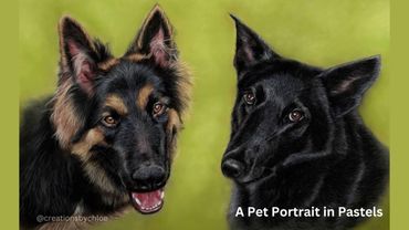 A German Shepherd Dog in Pastels & Pastel Pencils