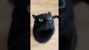 НЕ ЗАВОДИ ЧЁРНОГО КОТА, ПОКА НЕ УЗНАЕШЬ ЭТИ ВЕЩИ