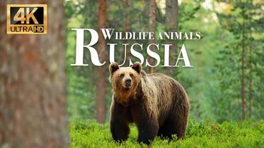 Wild Animals of Russia 4k - Maravilhoso filme de vida selvagem com música suave